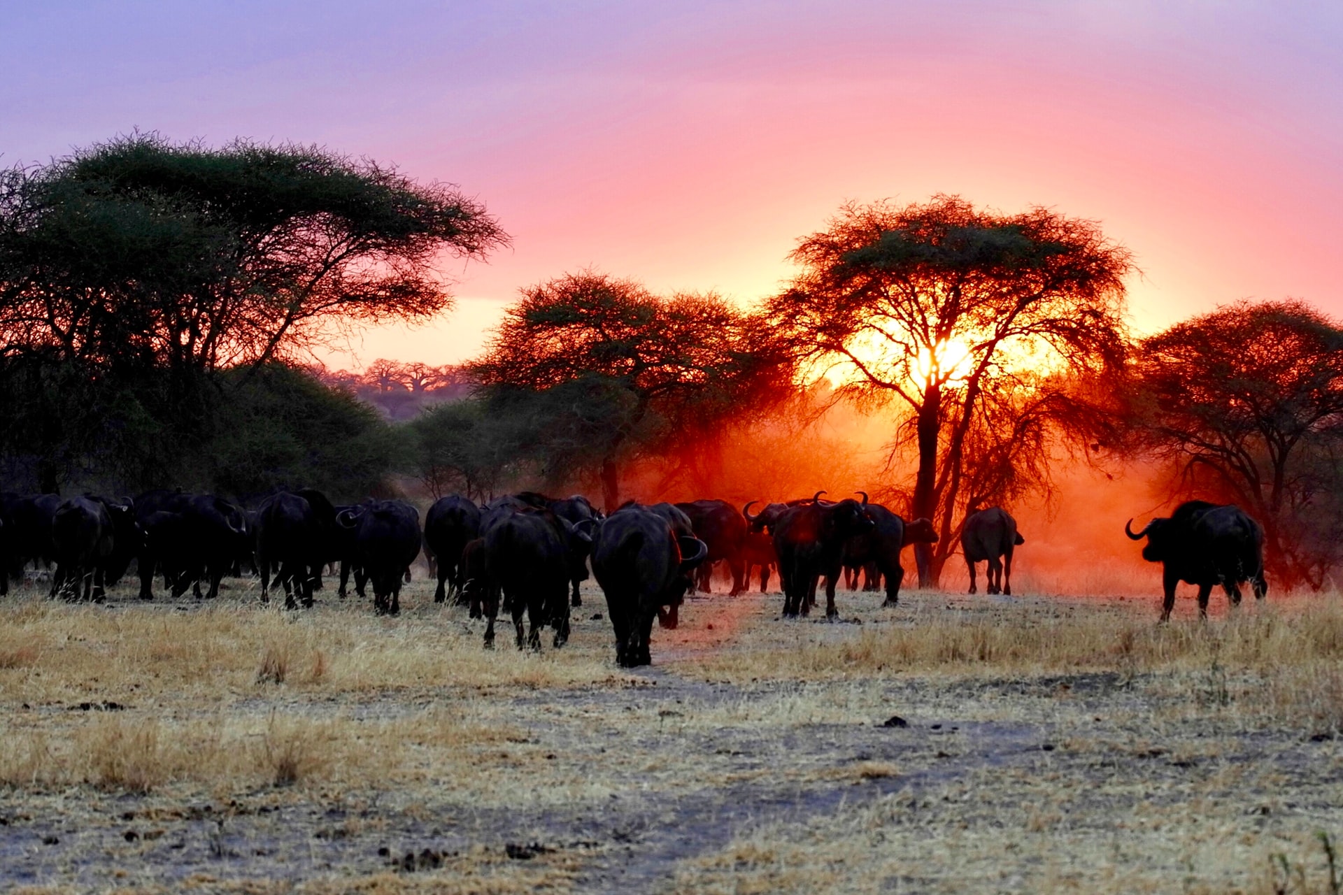 África <br /> Terra dos animais